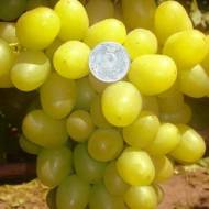 Саджанець Виноград (щеплений) Арні в контейнері